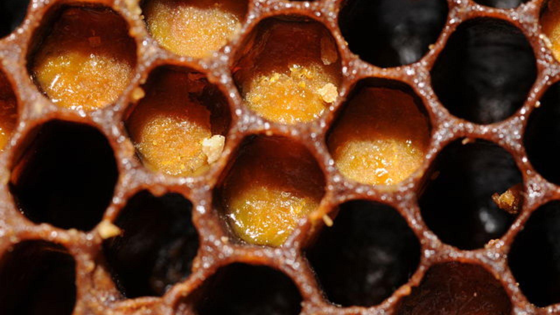 A close view of honeycomb