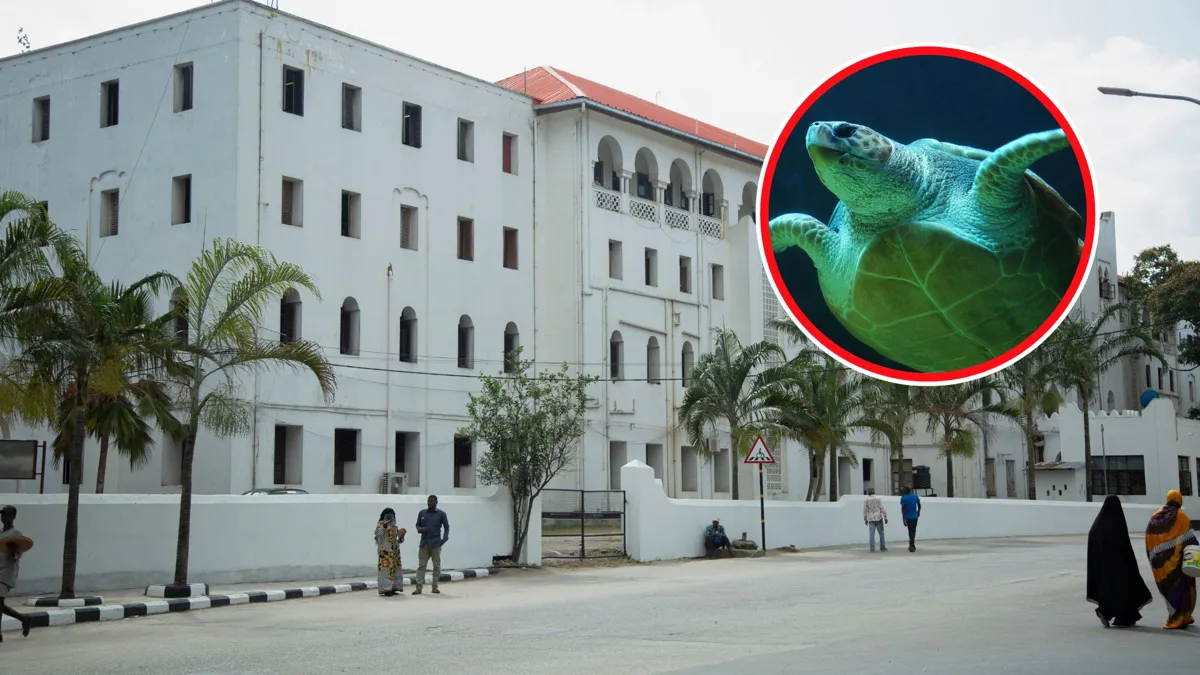 9 People Die, 78 More Sick After Eating Illegal Sea Turtle Meat