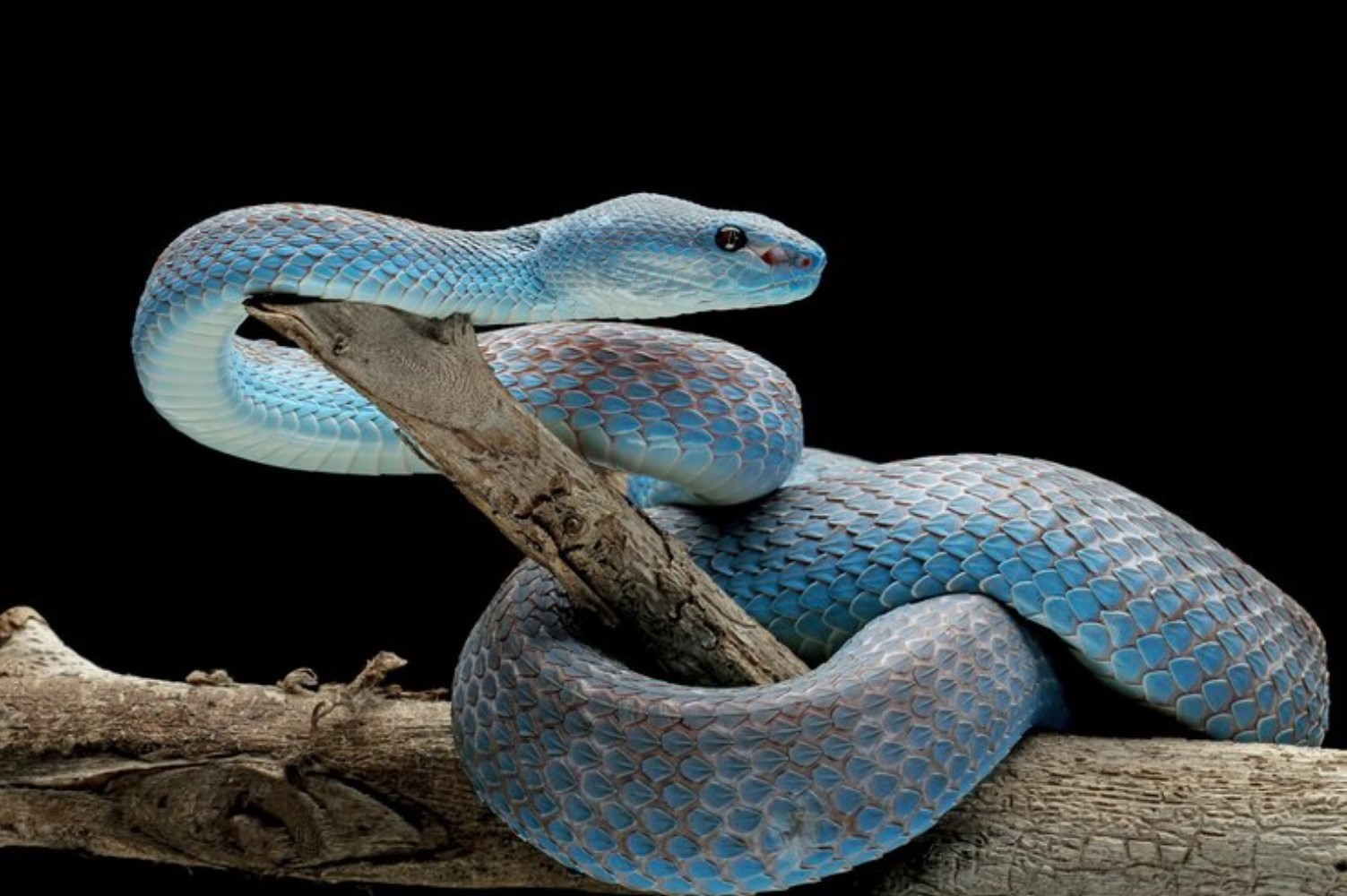 Illustrative archive photograph of a snake resting on a branch.