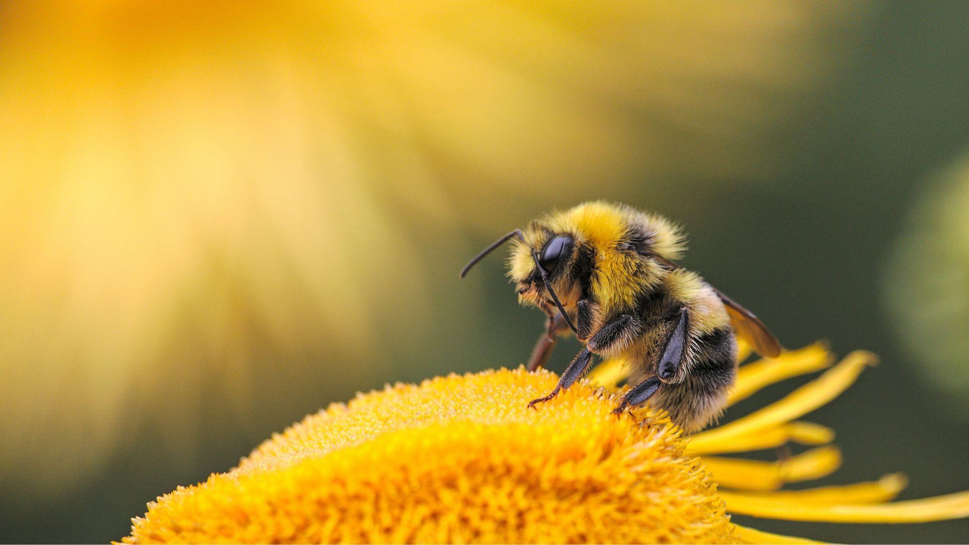 A bee on a yellow flower