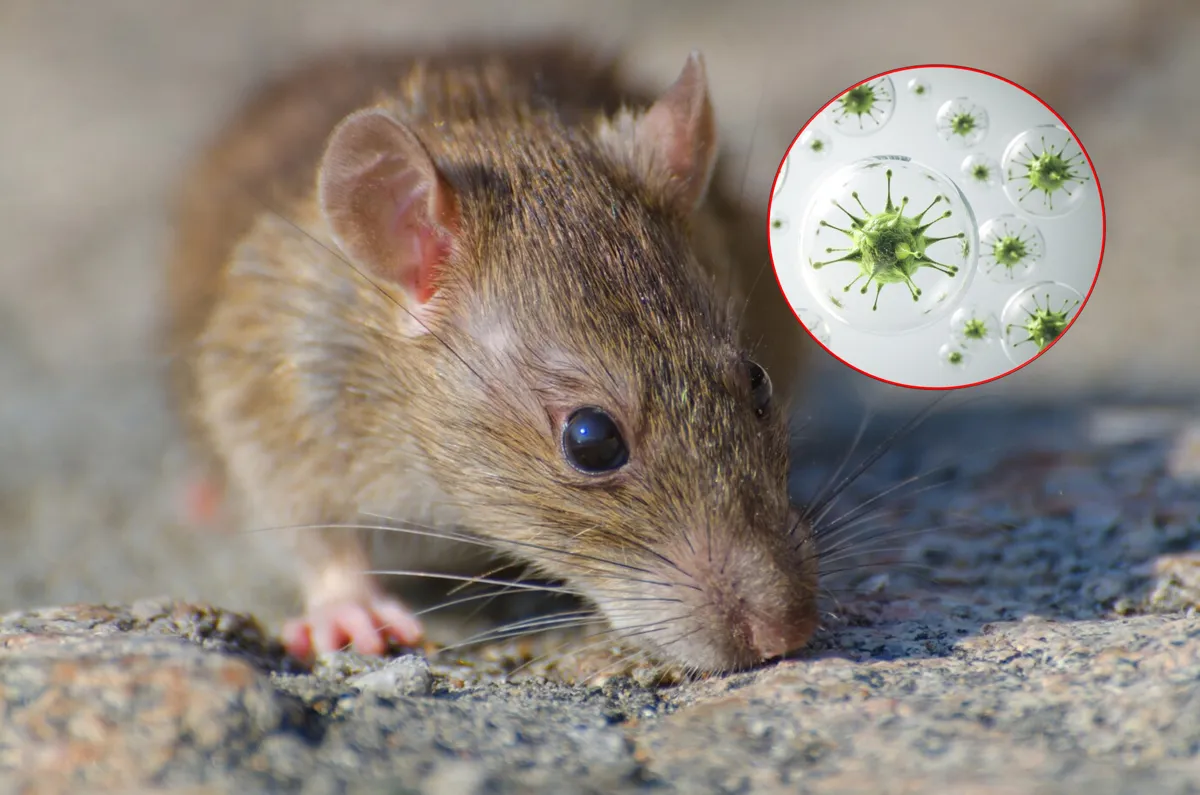 Close up of a rat on concrete ground with circled image of disease concept
