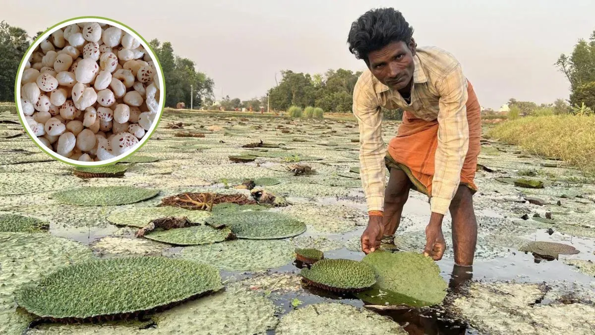 A farmer in northern India harvesting makhanas/Makhana seeds, roasted and ready for consumption