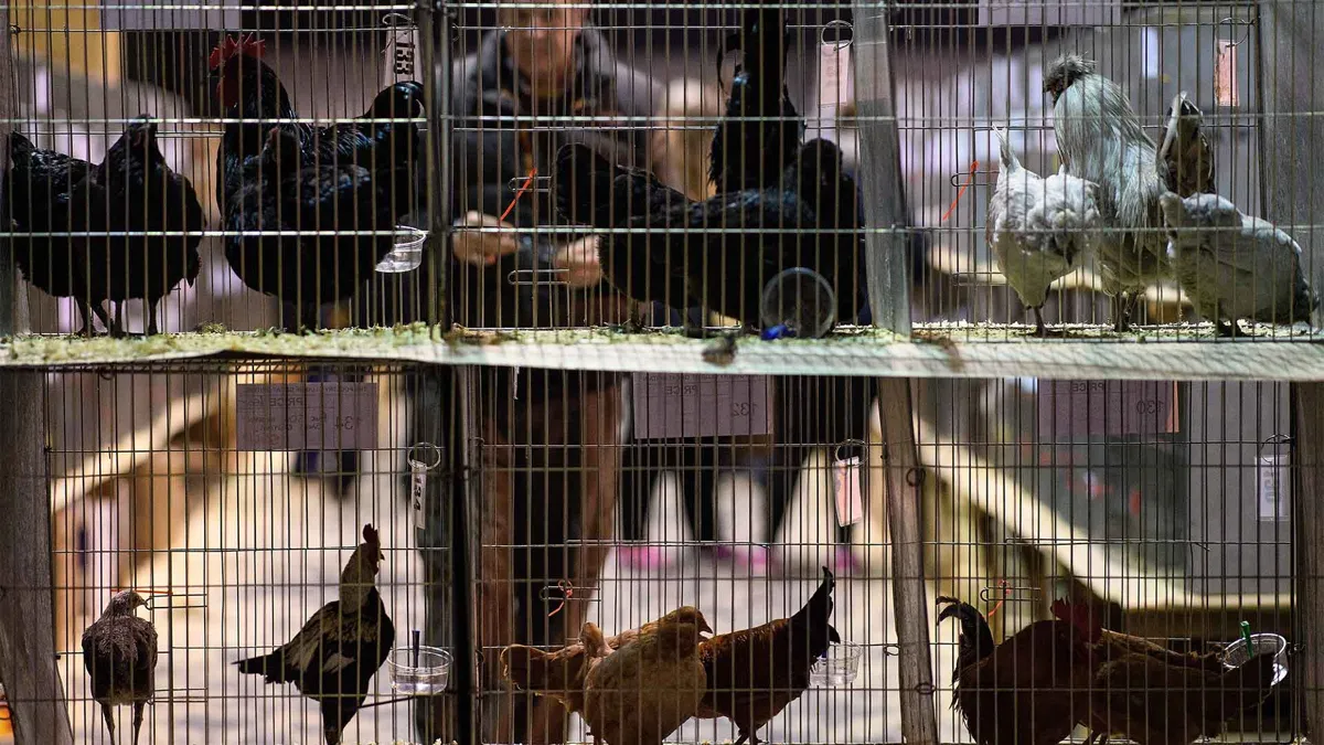 Chickens in cages