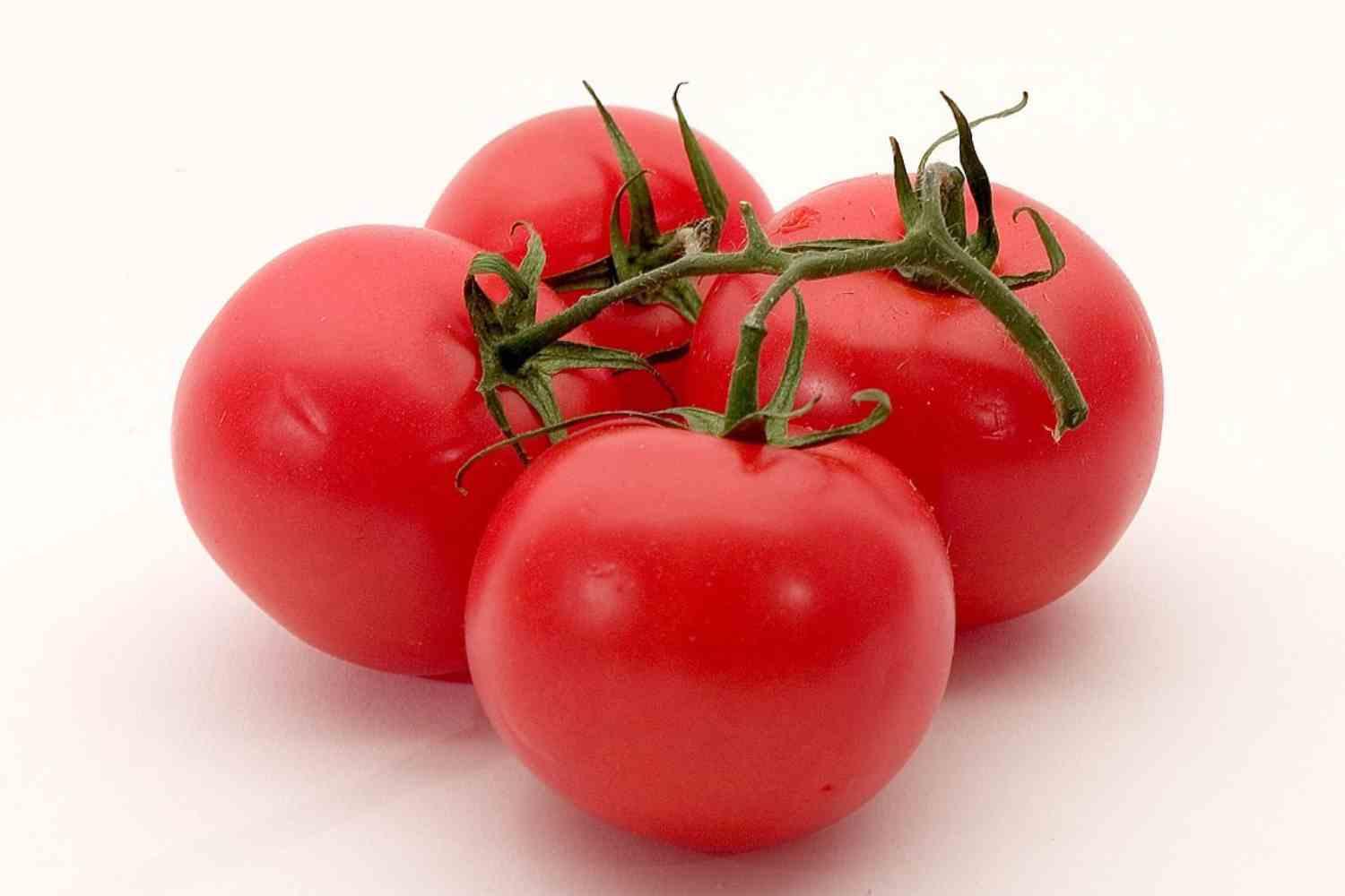 Tomatoes on a white background in an archive photograph.