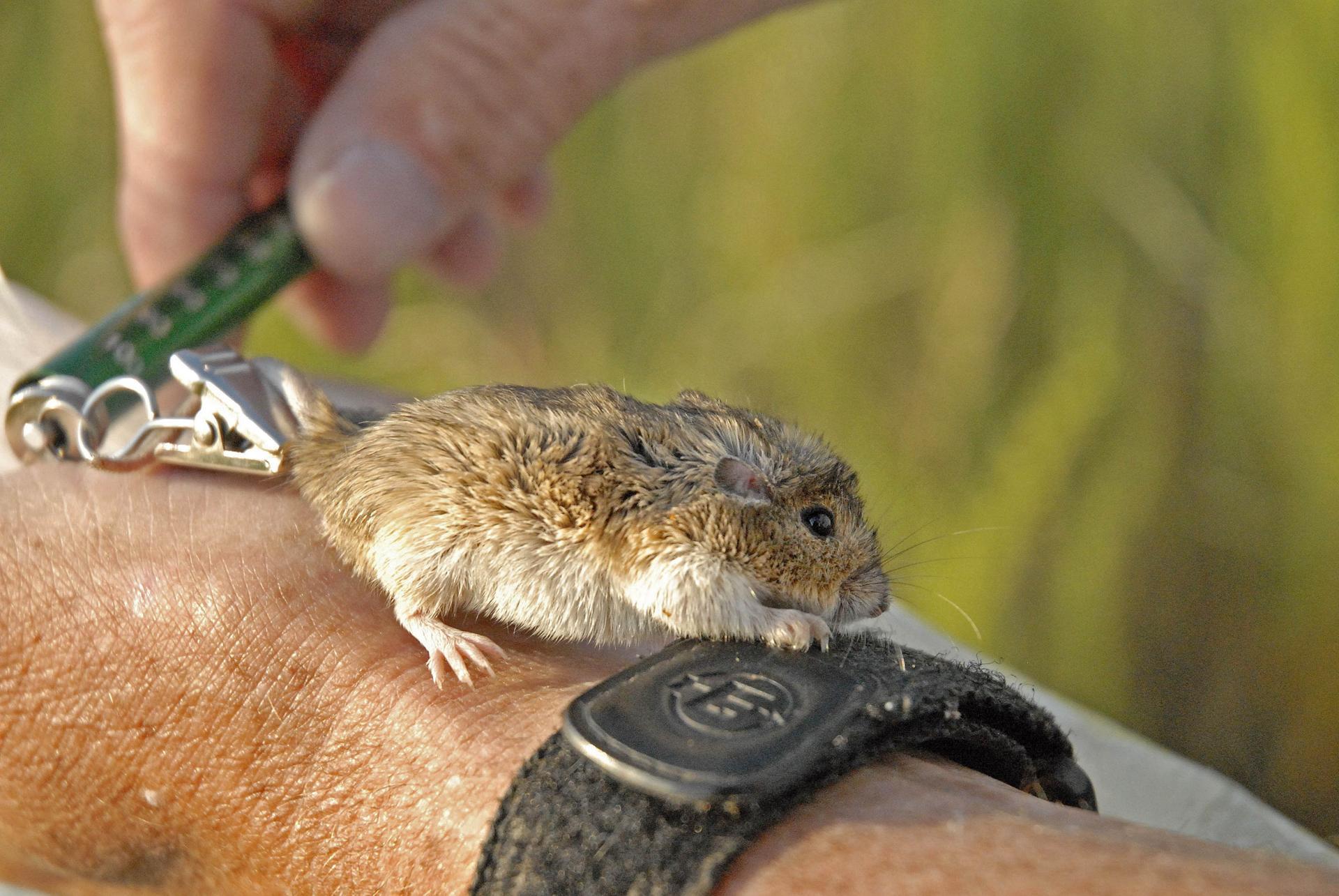 A mouse on a wristwatch; illustrative archive photograph, not an identified study animal.