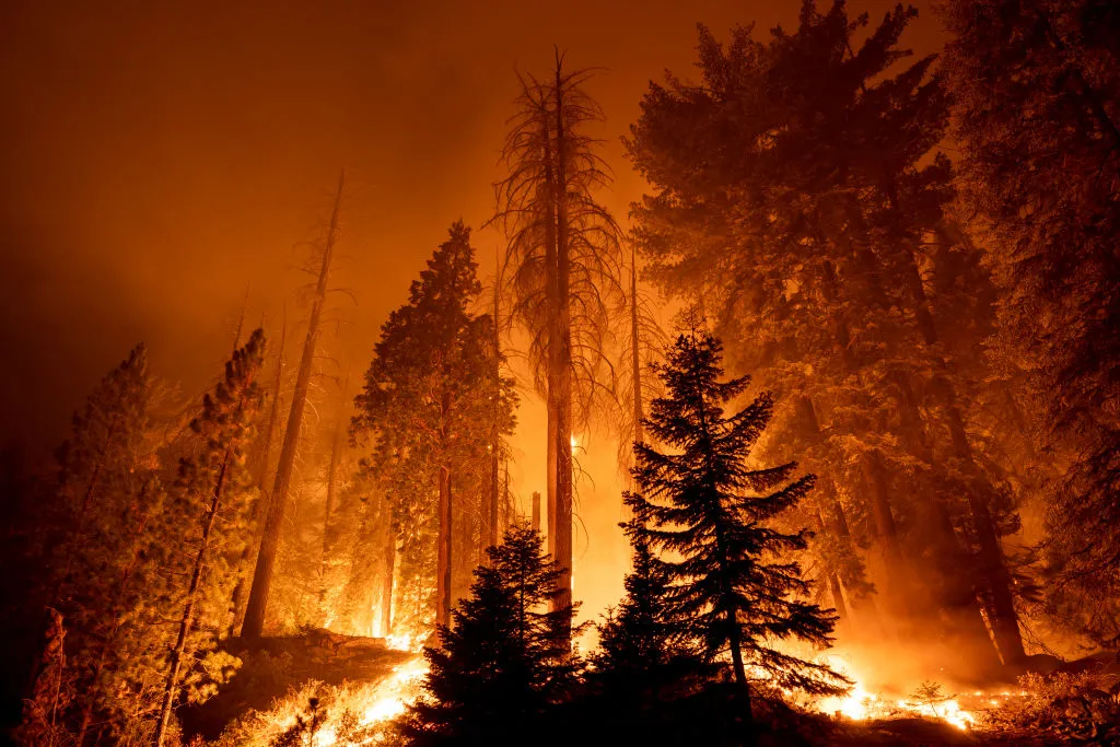 The Windy Fire blazes through the Long Meadow Grove of giant sequoia trees near The Trail of 100 Giants overnight in Sequoia National Forest on September 21, 2021 near California Hot Springs, California. As climate change and years of drought push wildfires to become bigger and hotter, many of the worlds biggest and oldest trees, the ancient sequoias, have been killed. The giant trees are among the worlds biggest and live to more than 3,000 years, surviving hundreds of wildfires throughout their lifespans. The heat of normal wildfire of the past helped the trees reproduce but increasing fire intensity can now kill them. A single wildfire, the Castle fire, destroyed as much as 14 percent of all the worlds giant sequoias in 2020.