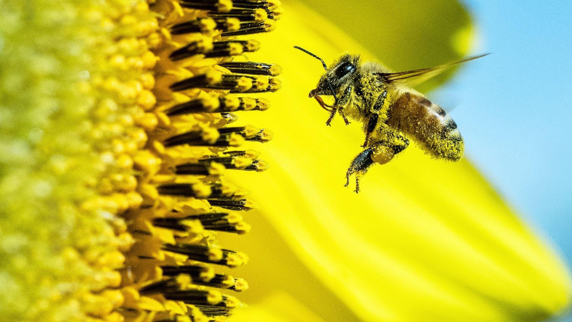 A bee approaching a sunflower
