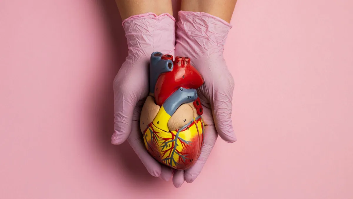 Two hands clad in pink latex gloves cradle a detailed anatomical model of a human heart against a pink background