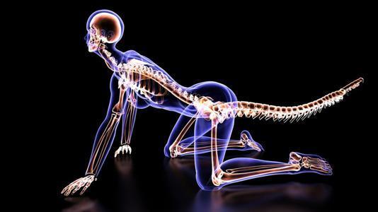 Illustrative archive anatomy graphic with an external tail; not a human clinical finding.