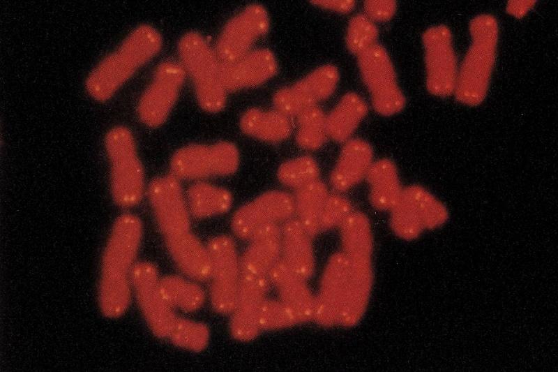 A microscope image of chromosomes, an illustration of the genetics topic