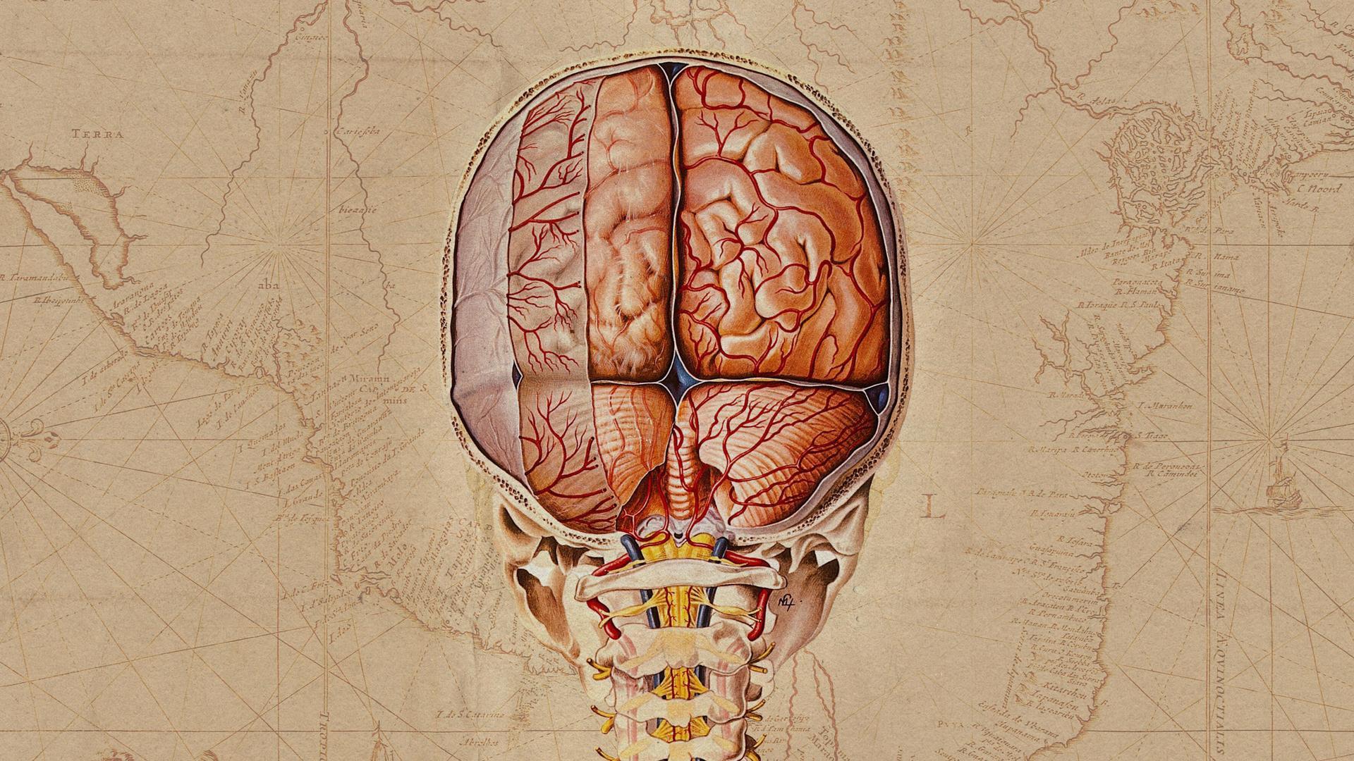 Illustrative archive brain image; not a newly reported participant scan.