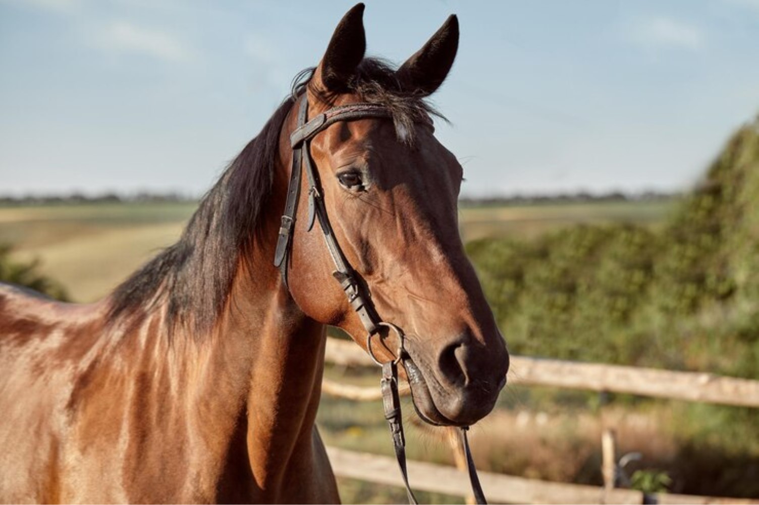 Illustrative archive photograph of a brown horse outdoors.