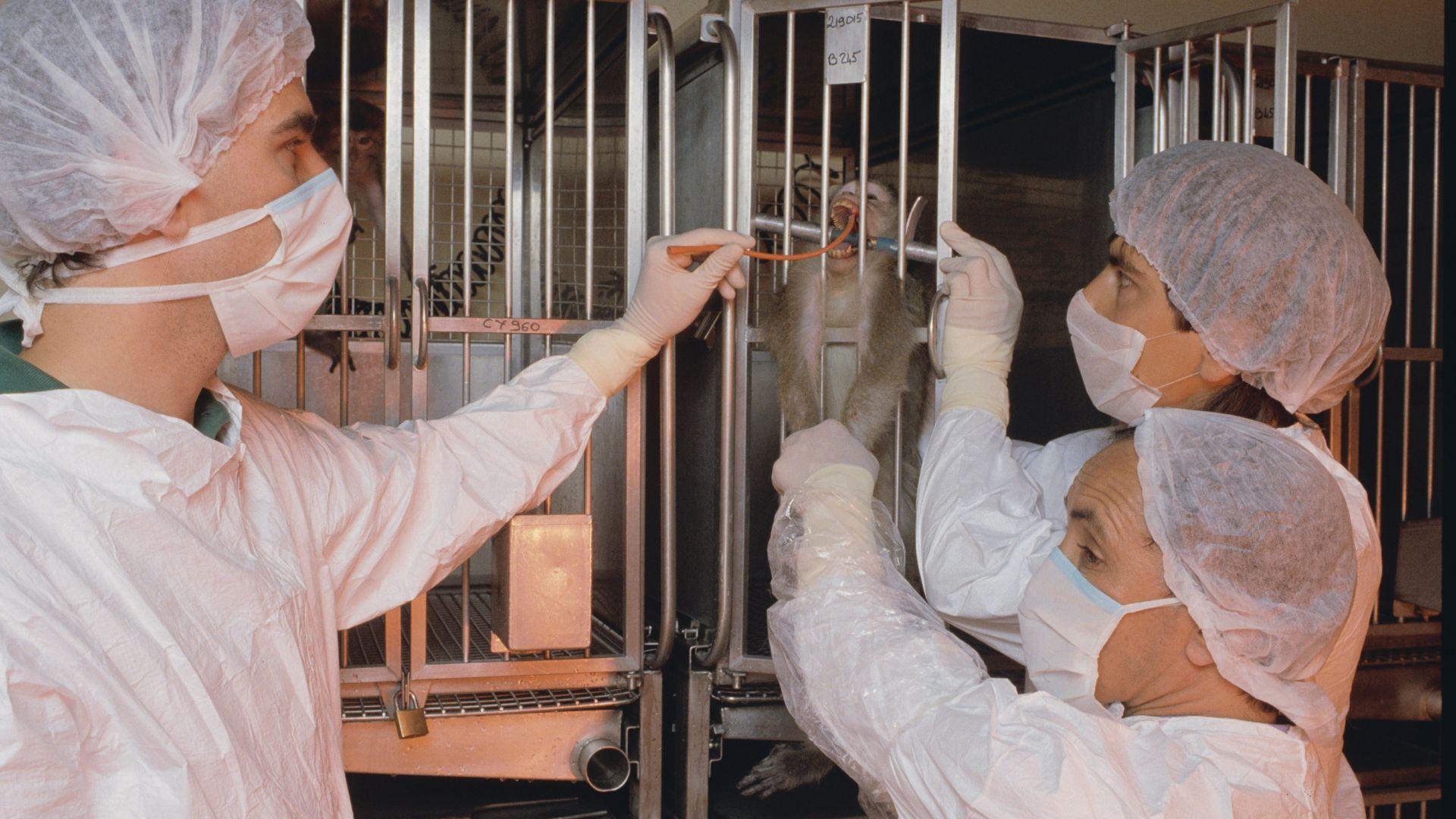 People in protective clothing beside an animal enclosure in an archive photograph.