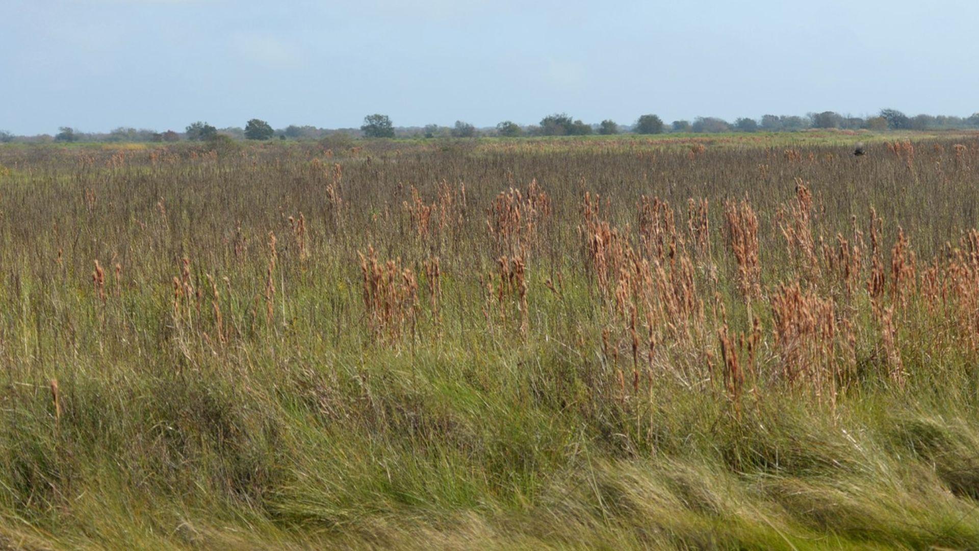 Grassy open landscape in an illustrative archive photograph.