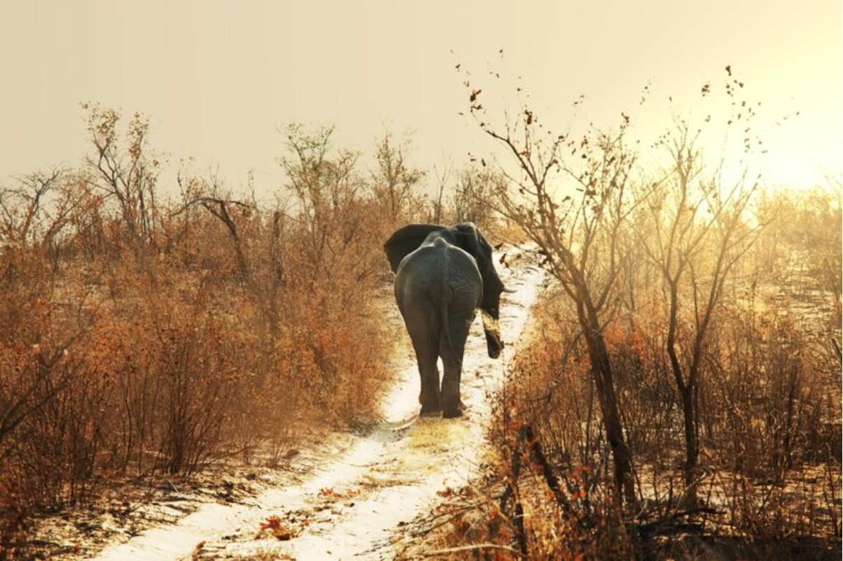Illustrative archive photograph of an elephant walking in warm evening light.