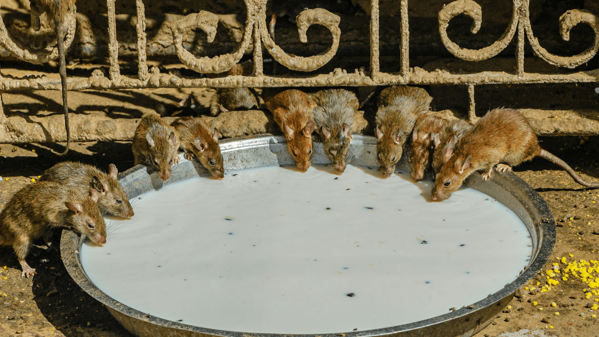 Preserved rodent specimens in a display; illustrative archive photograph, not specimens from the warehouse.
