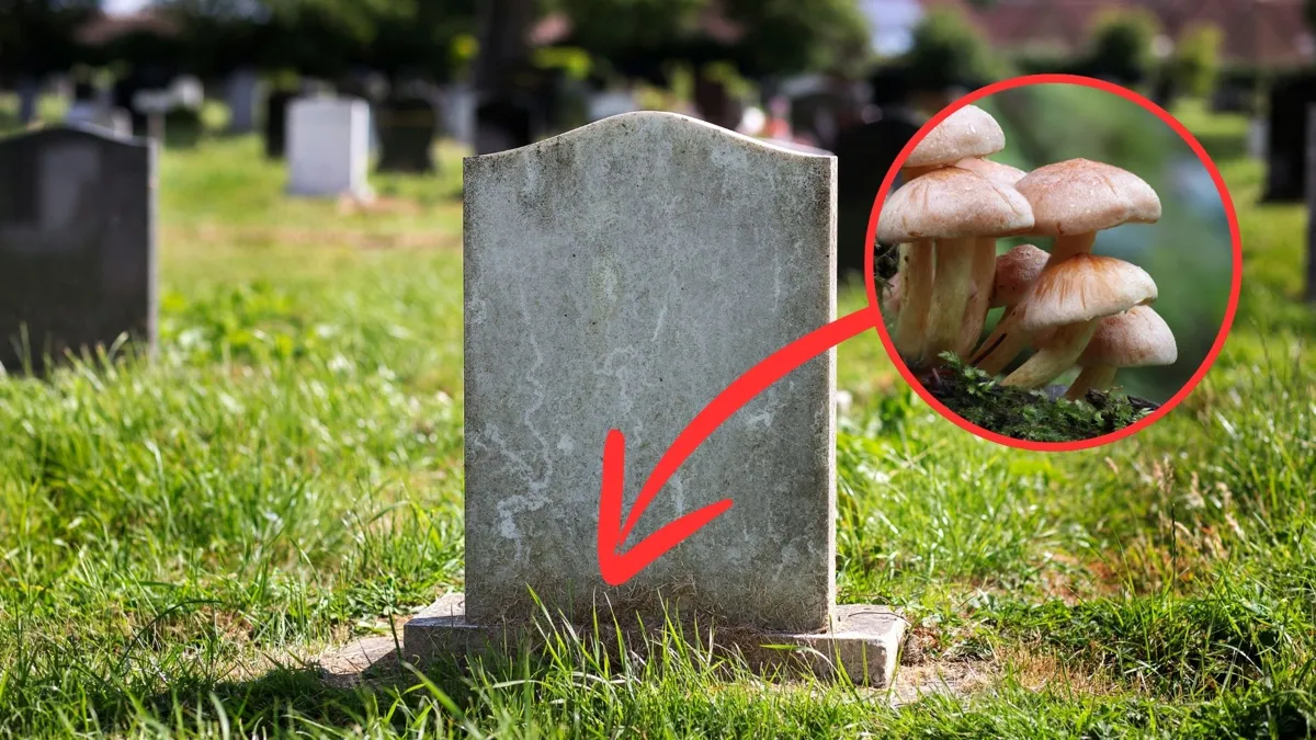 This Vital Part of Your Body Continues to Live After You Die