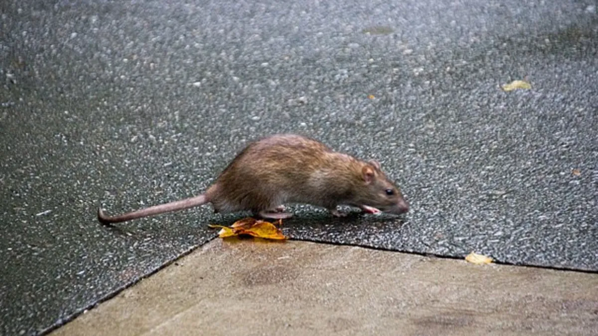 A large rat stands on the ground