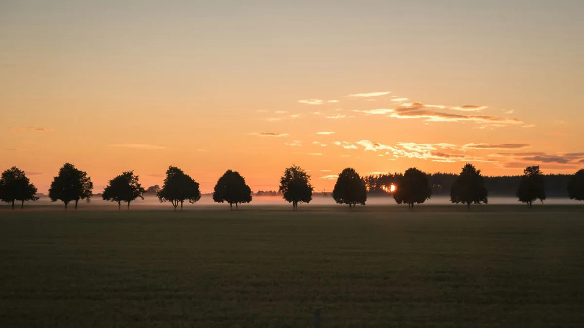A row of lush green trees in front of a large field covered with fog against a pink sunset