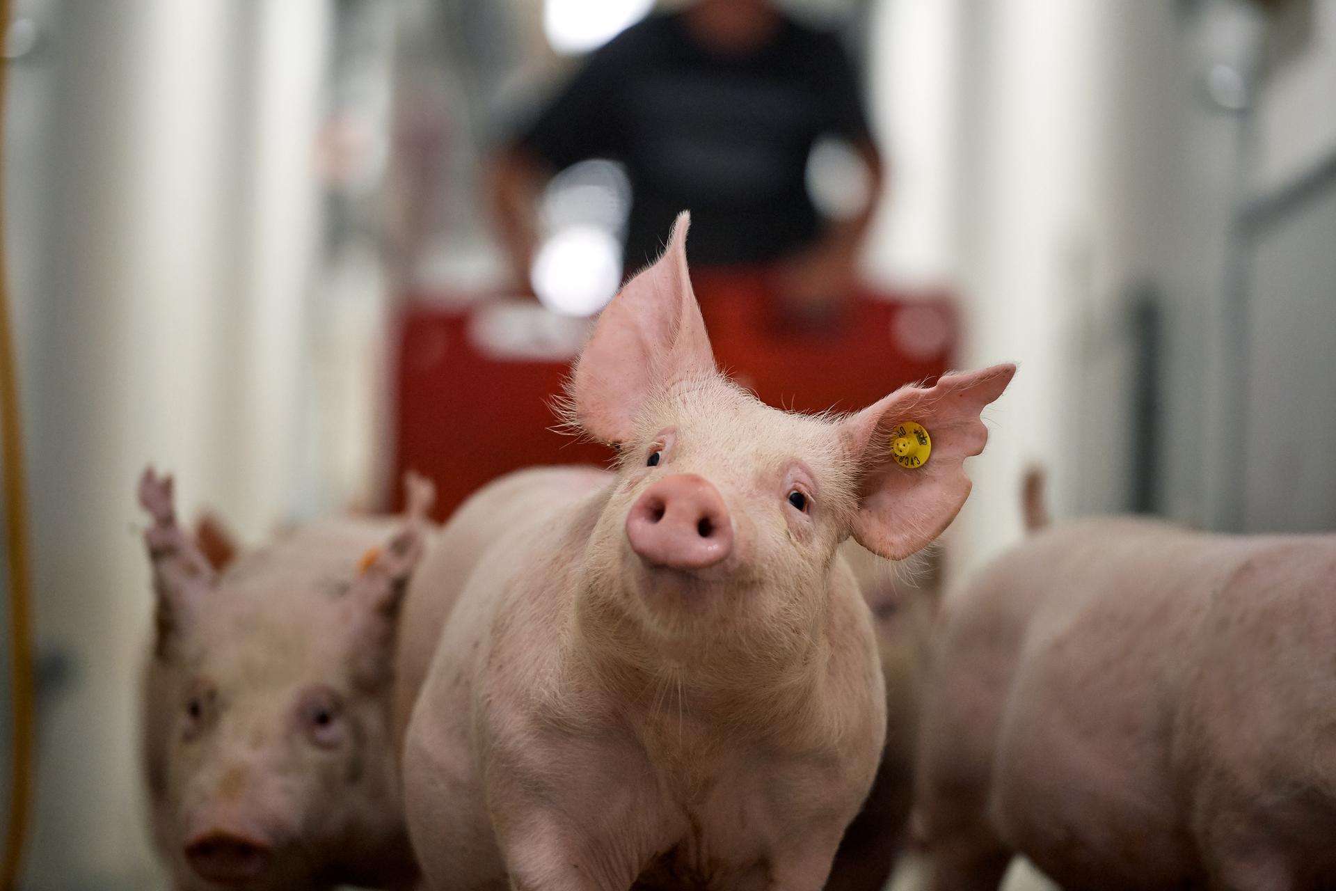 Pigs in an indoor pen; illustrative archive photograph, not identified tested animals.