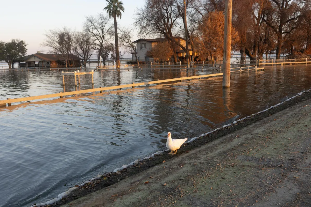 A landscape views of the flood waters that refilled Tulare Lake outside of Corcoran, California with a white duck next to the body of water