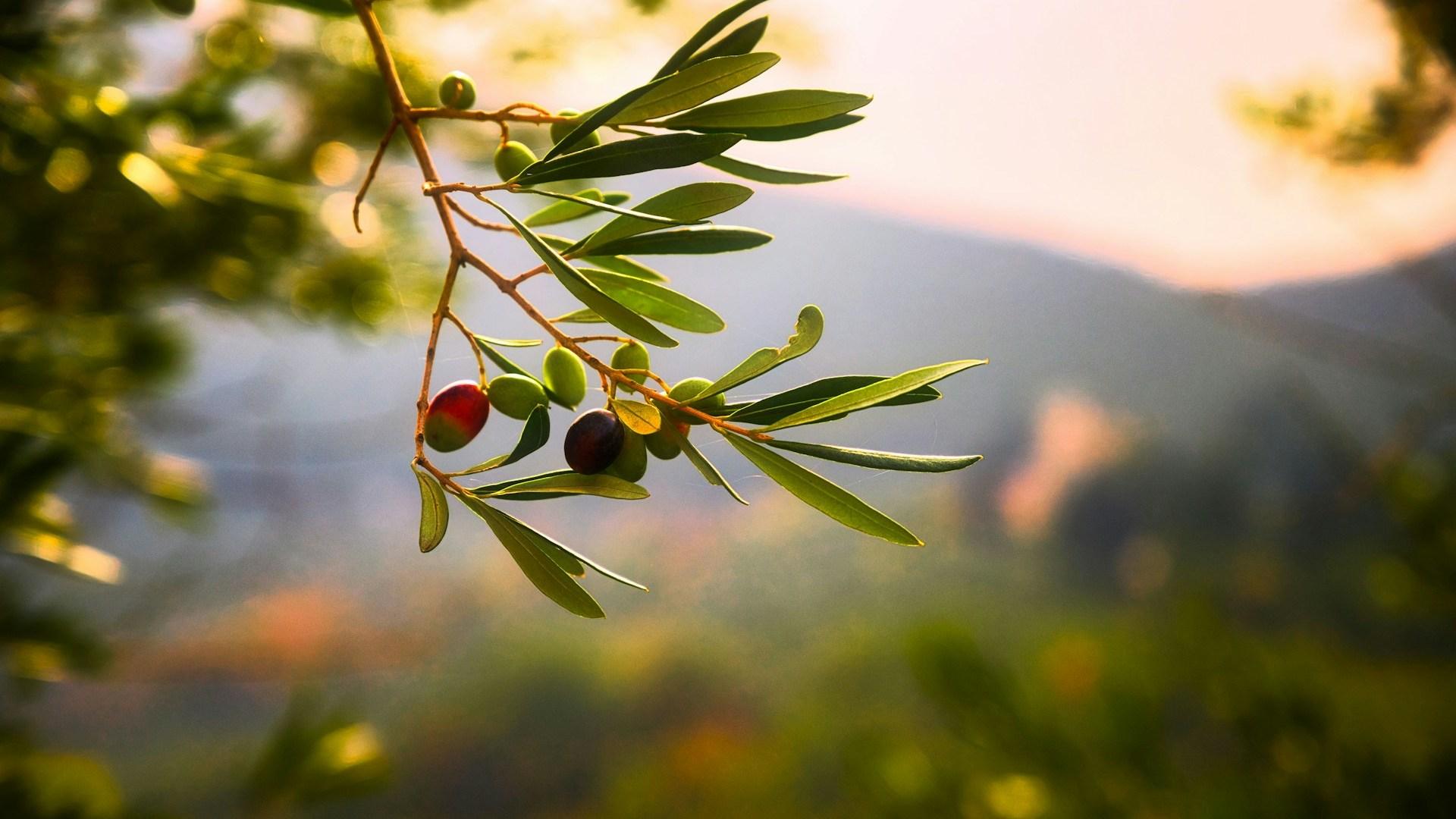 An olive branch; illustrative archive photograph.
