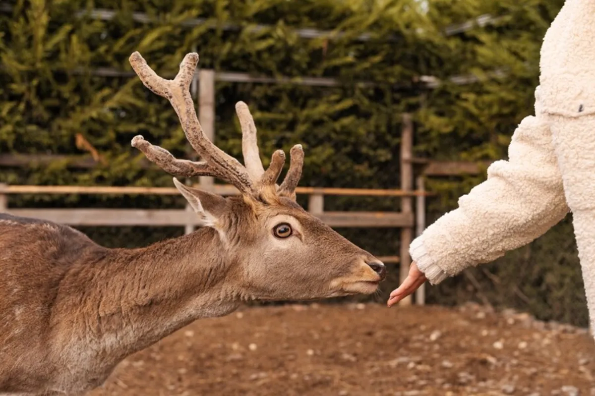 A person reaches out their hand to touch a reindeer