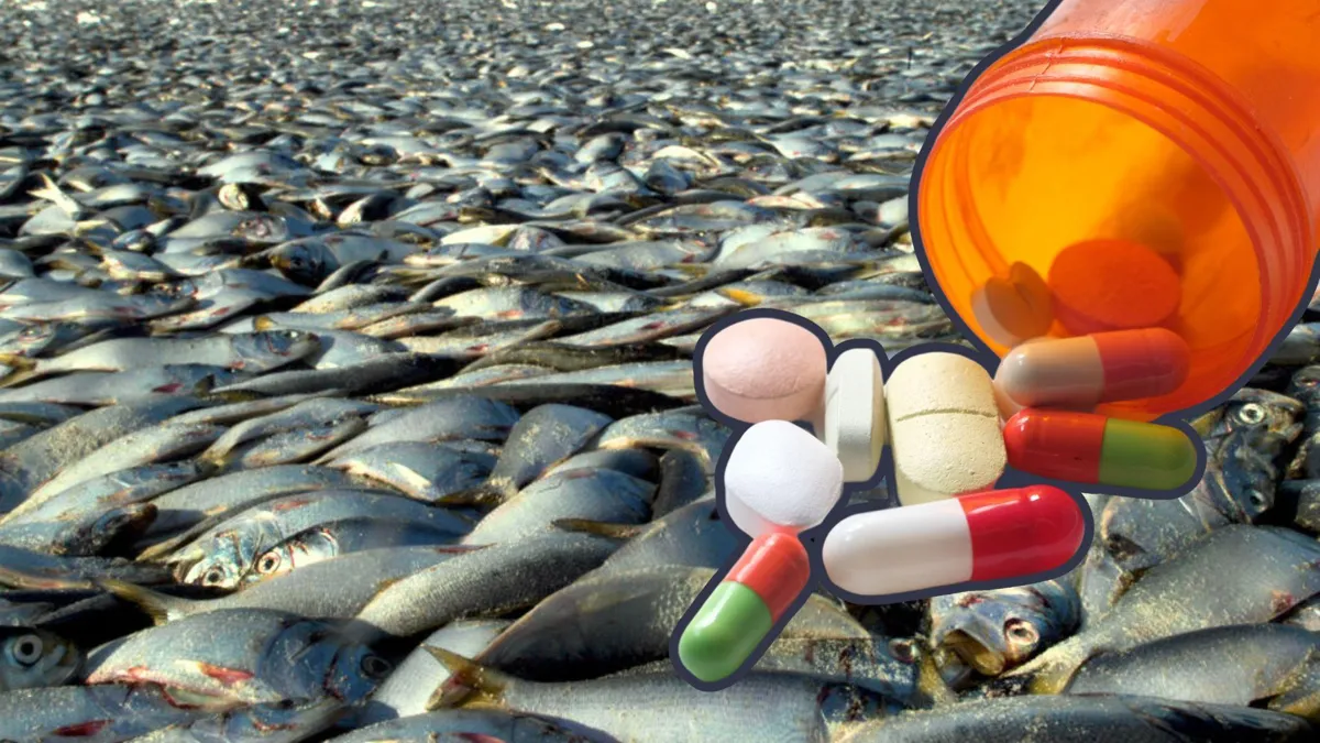 Thousands of dead menhaden fish are seen on the beach in Wrightsville Beach, North Carolina/A medicinal orange container spilling out a variety of pills