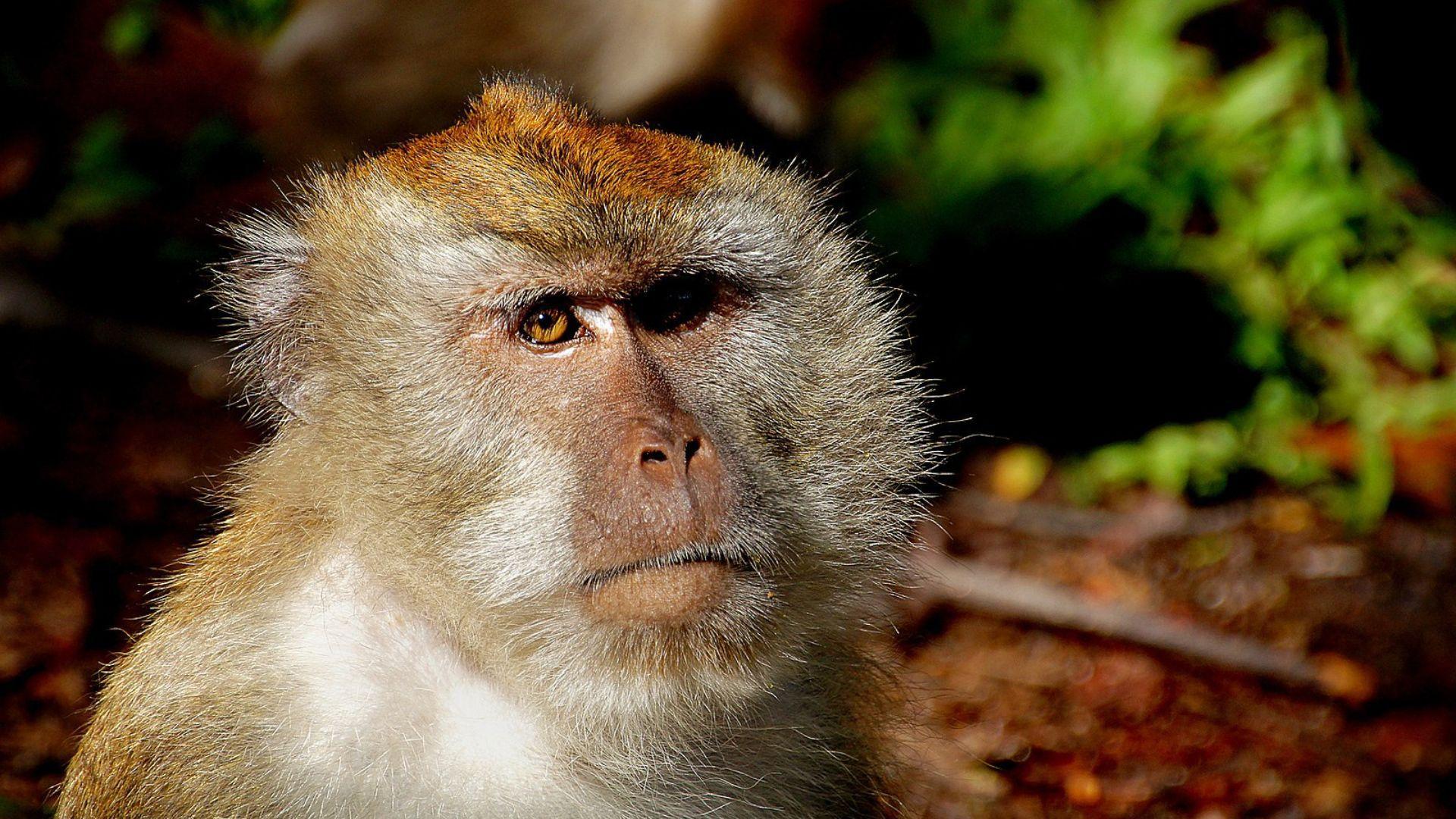 A close view of a macaque in an archive photograph.