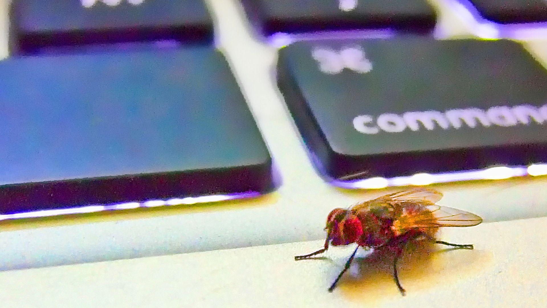 An insect on a keyboard; illustrative archive image for a software bug.