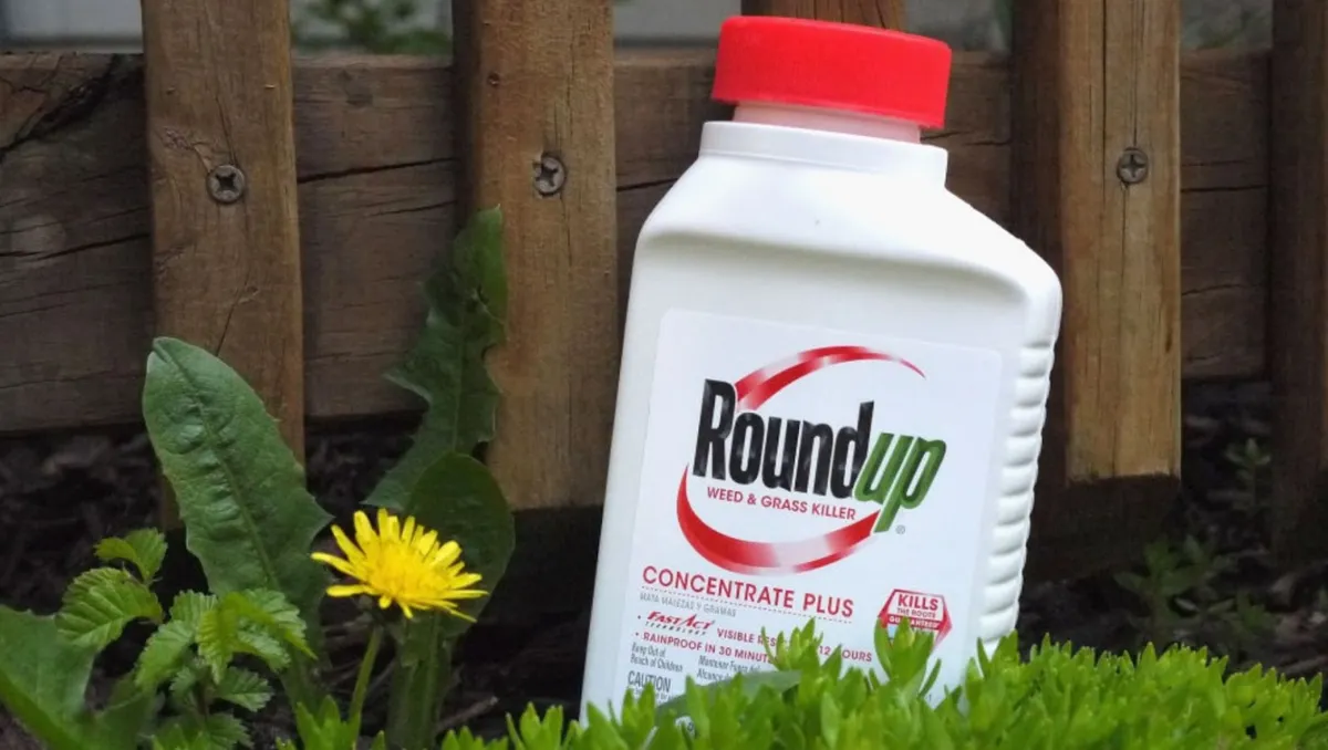 A white plastic bottle with a blue and green label that says "Roundup Weed & Grass Killer Concentrate Plus" sits on a green lawn next to a yellow dandelion