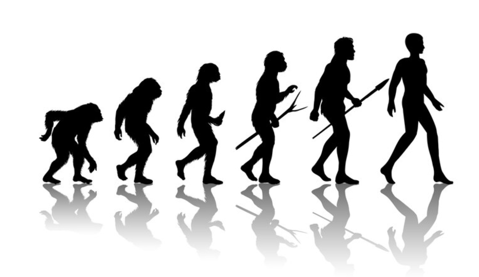 Simplified evolutionary silhouette used as an editorial illustration, not a literal family tree.