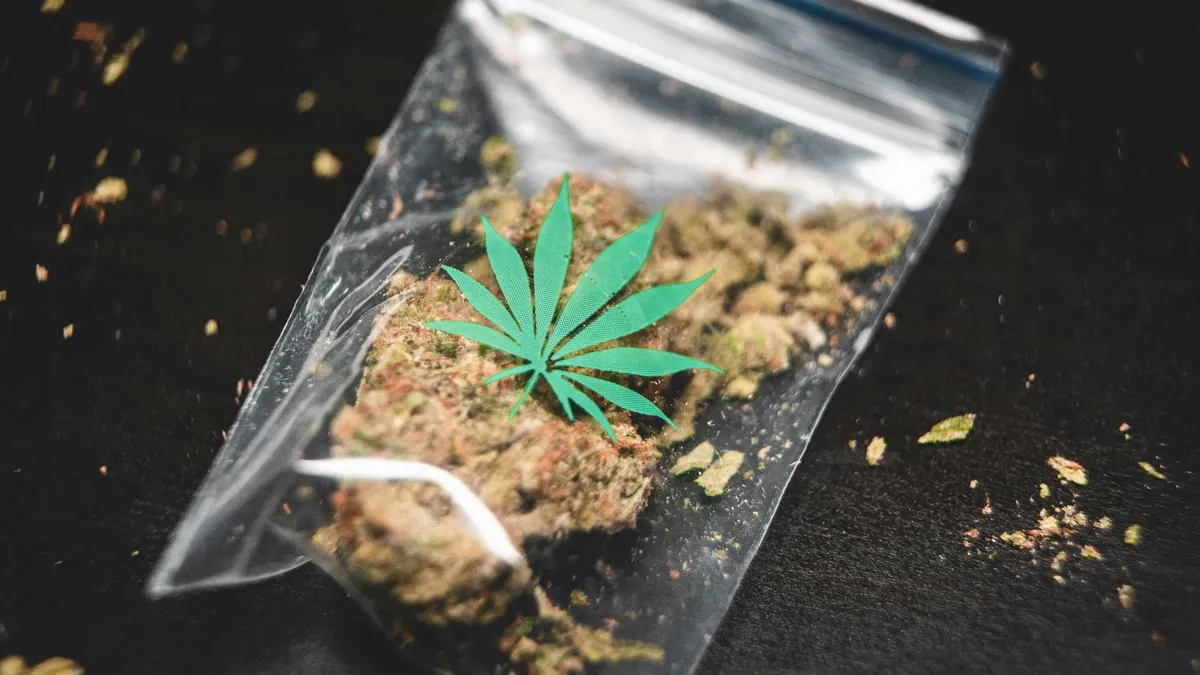 A bag full of the drug marijuana.