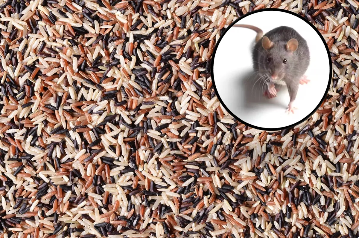 Close-up view of mixed grain rice with an overlay of a rodent