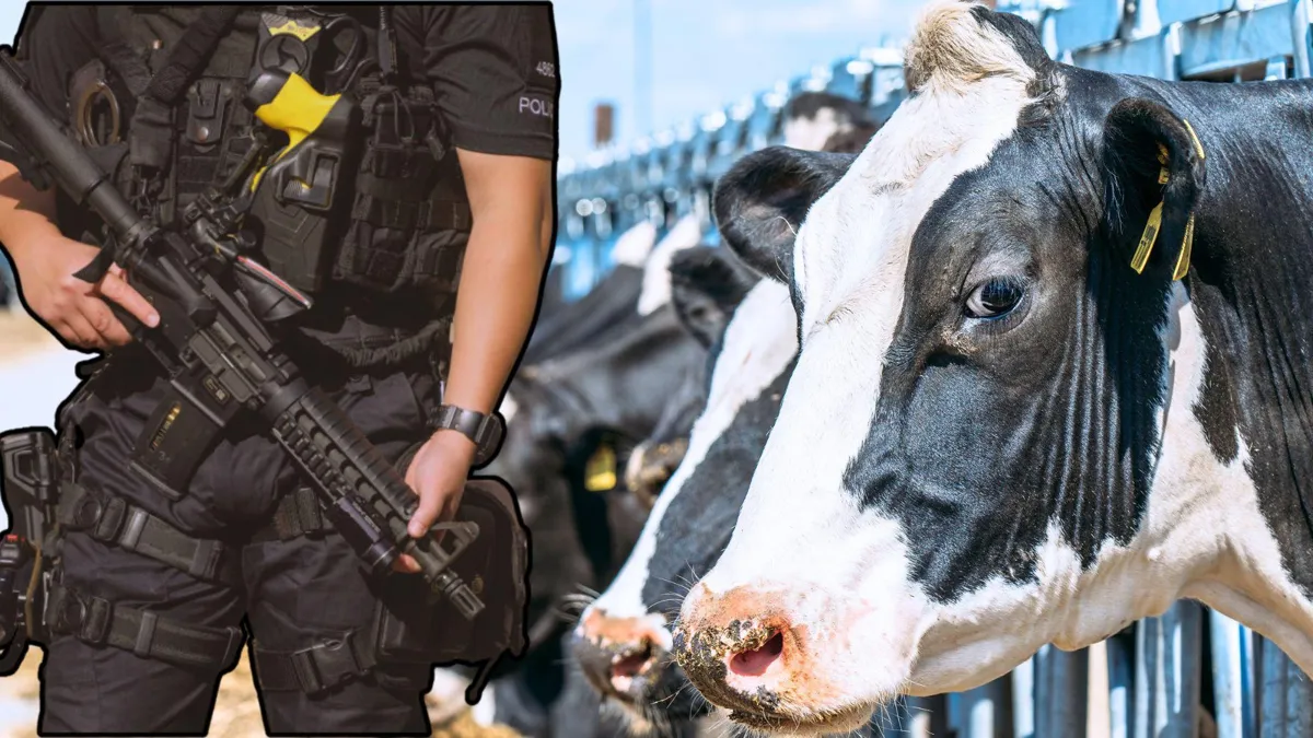 A photograph of a police officer with a large gun/A close-up photograph of several large dairy cows