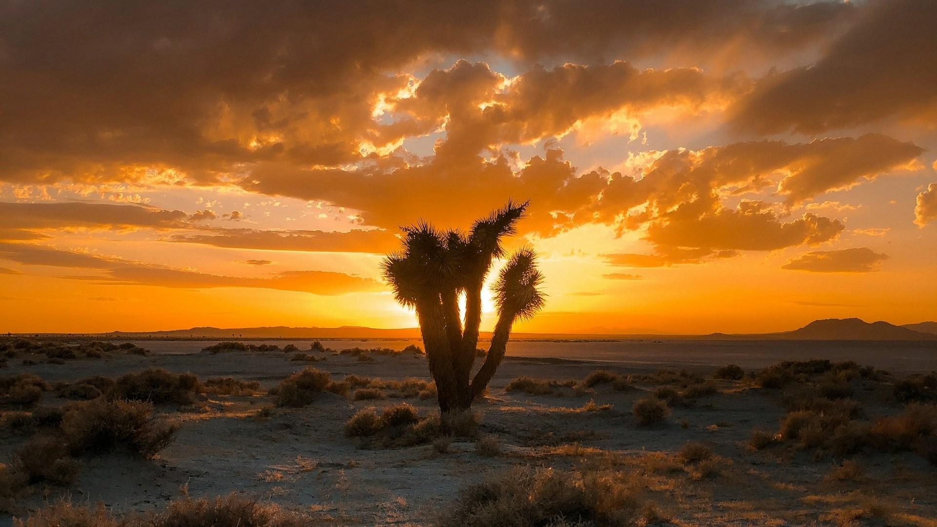 A desert tree at sunset; illustrative archive landscape.