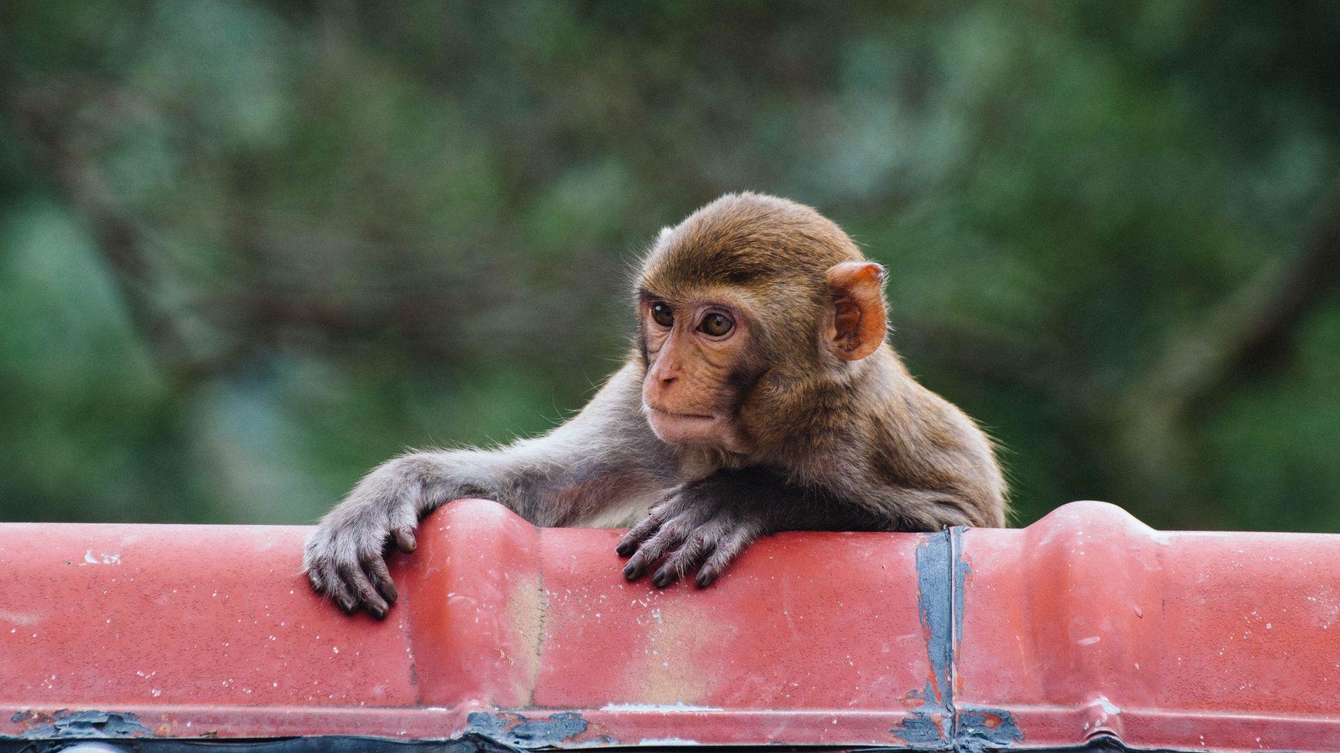 A monkey looking over a red barrier in an archive photograph.