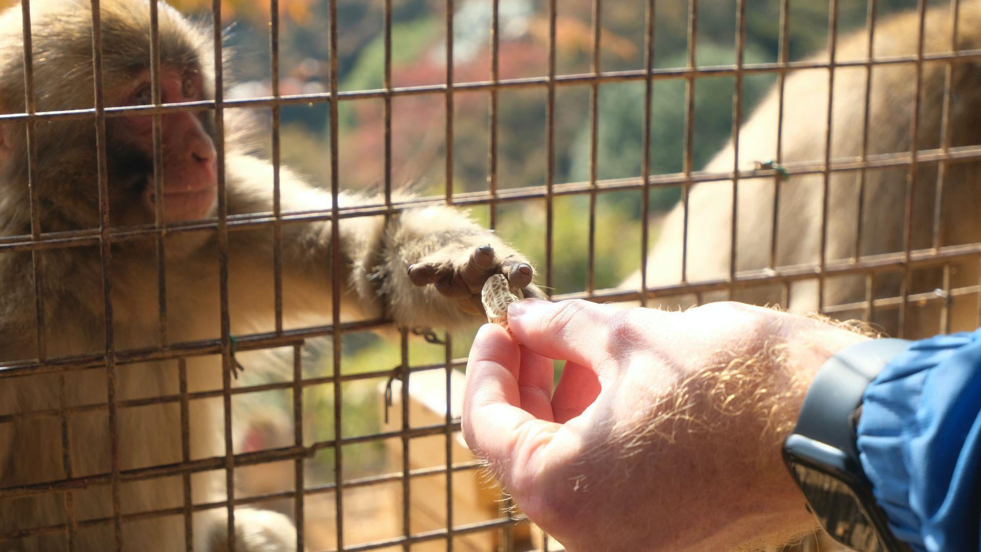 A monkey reaching through a fence toward a human hand in an archive photograph.