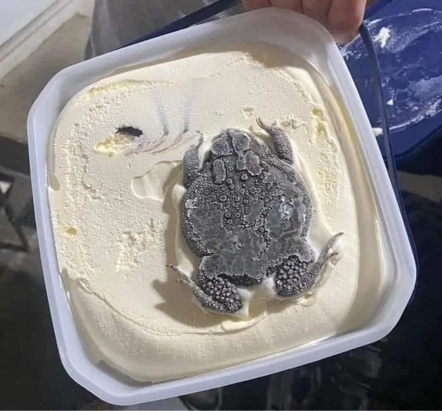 Photograph of a container of ice cream that appears to have a full-grown frog frozen within