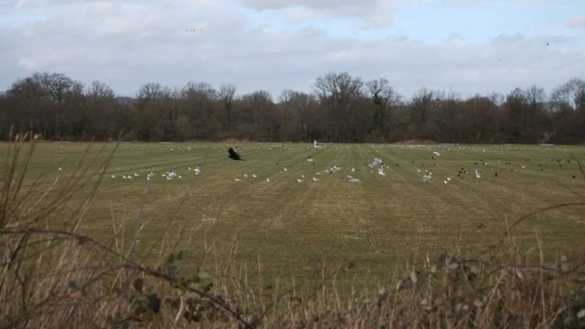 A flock of white birds sitting in a grassy field