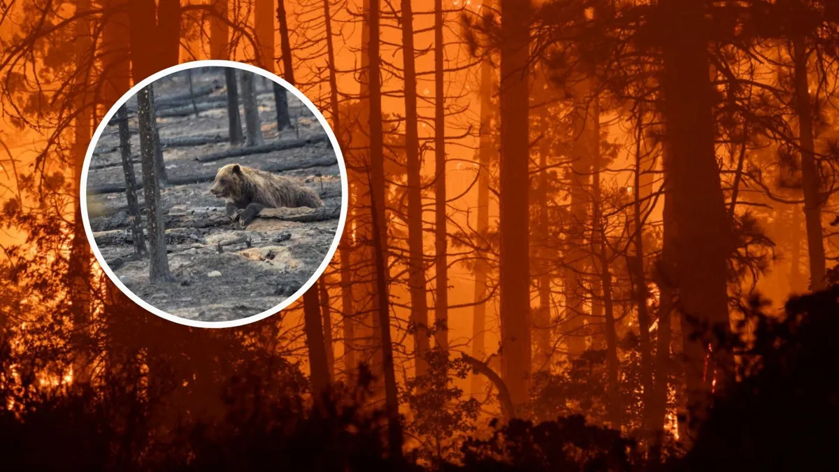 An image of a large red forest fire burning with a smaller photo of a bear sitting in an area decimated by a fire