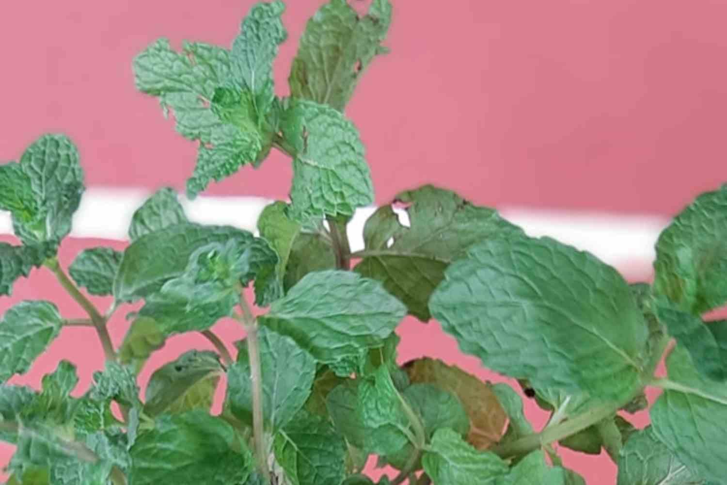 A leafy herb plant in an archive photograph.