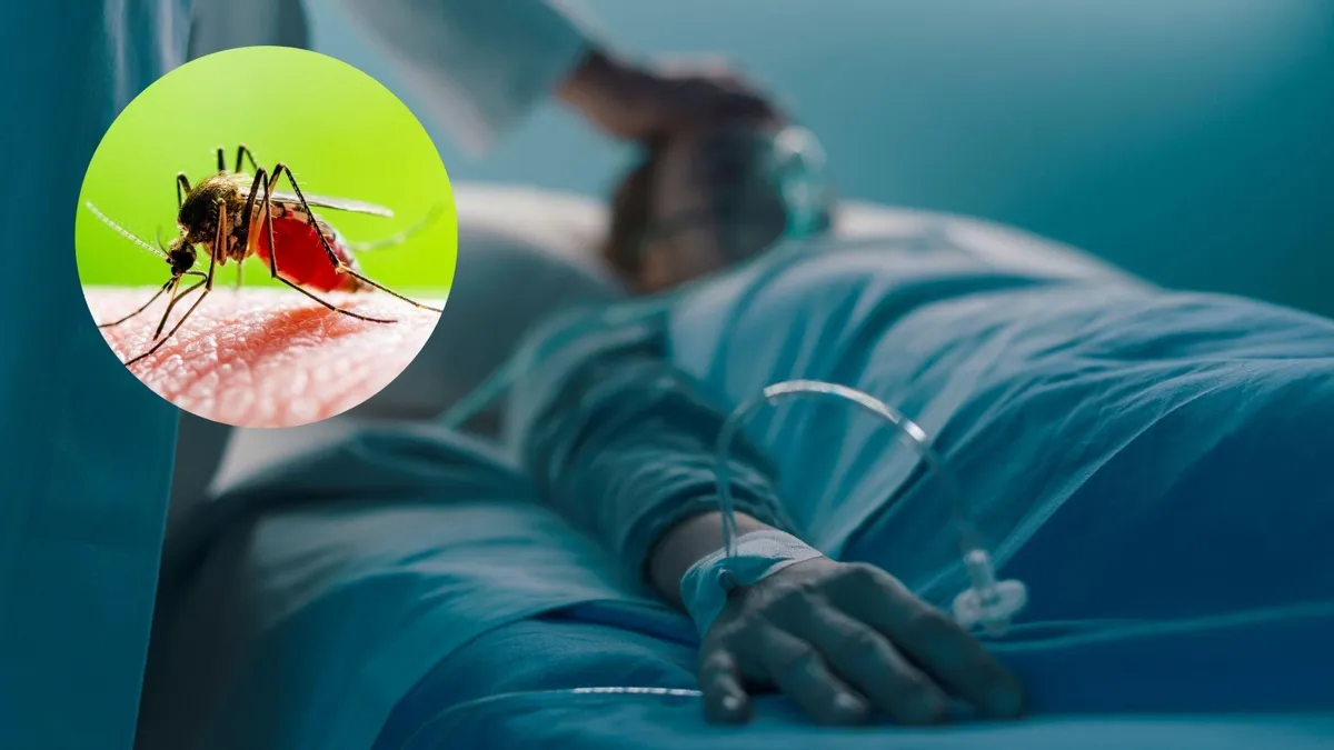 A close-up photograph of a mosquito/A man lays sick in a hospital bed