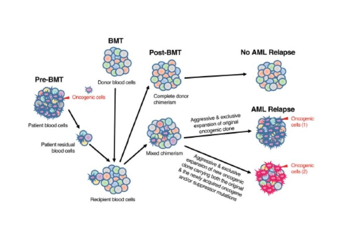 A diagram of cell lineages after bone-marrow transplantation, a different setting from developmental chimerism