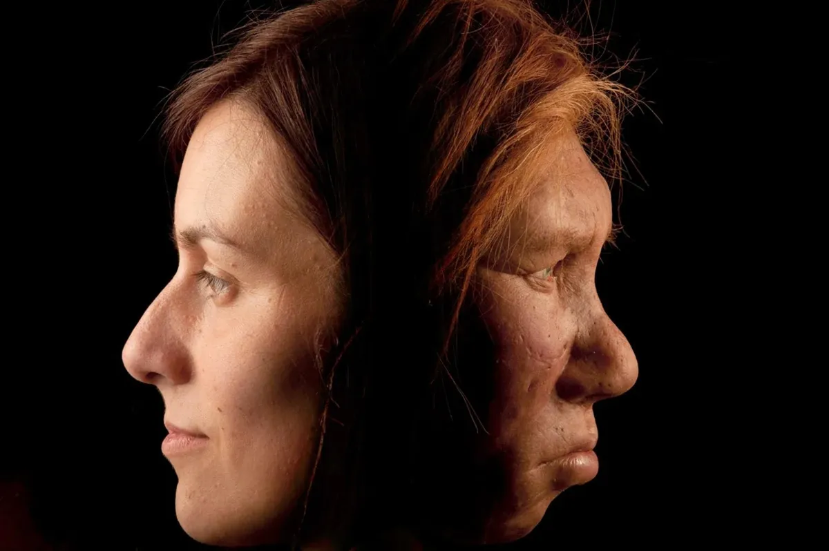 A depiction of a human face alongside a model of a Neanderthal face