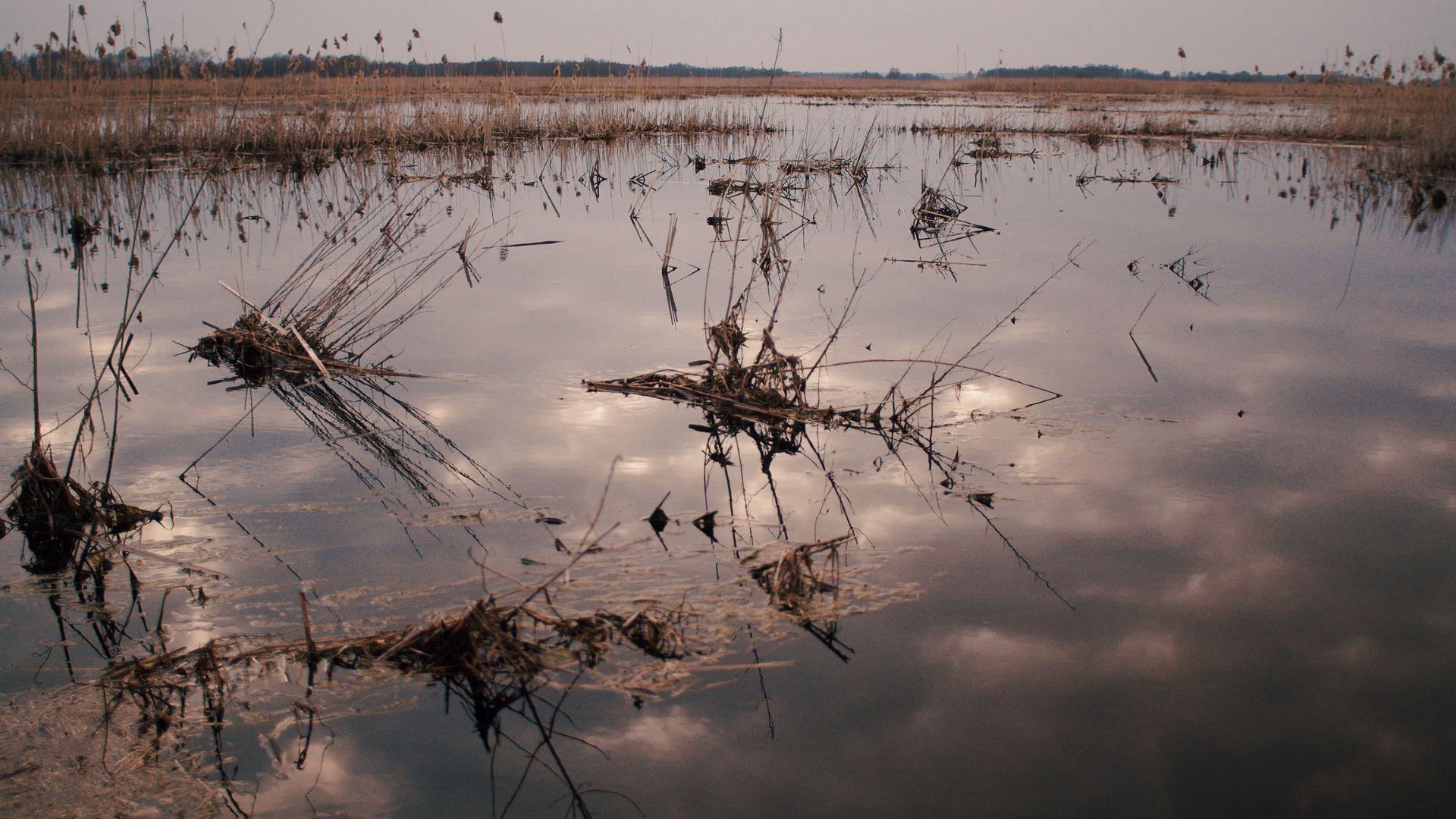 Standing water and vegetation in an illustrative wetland photograph.