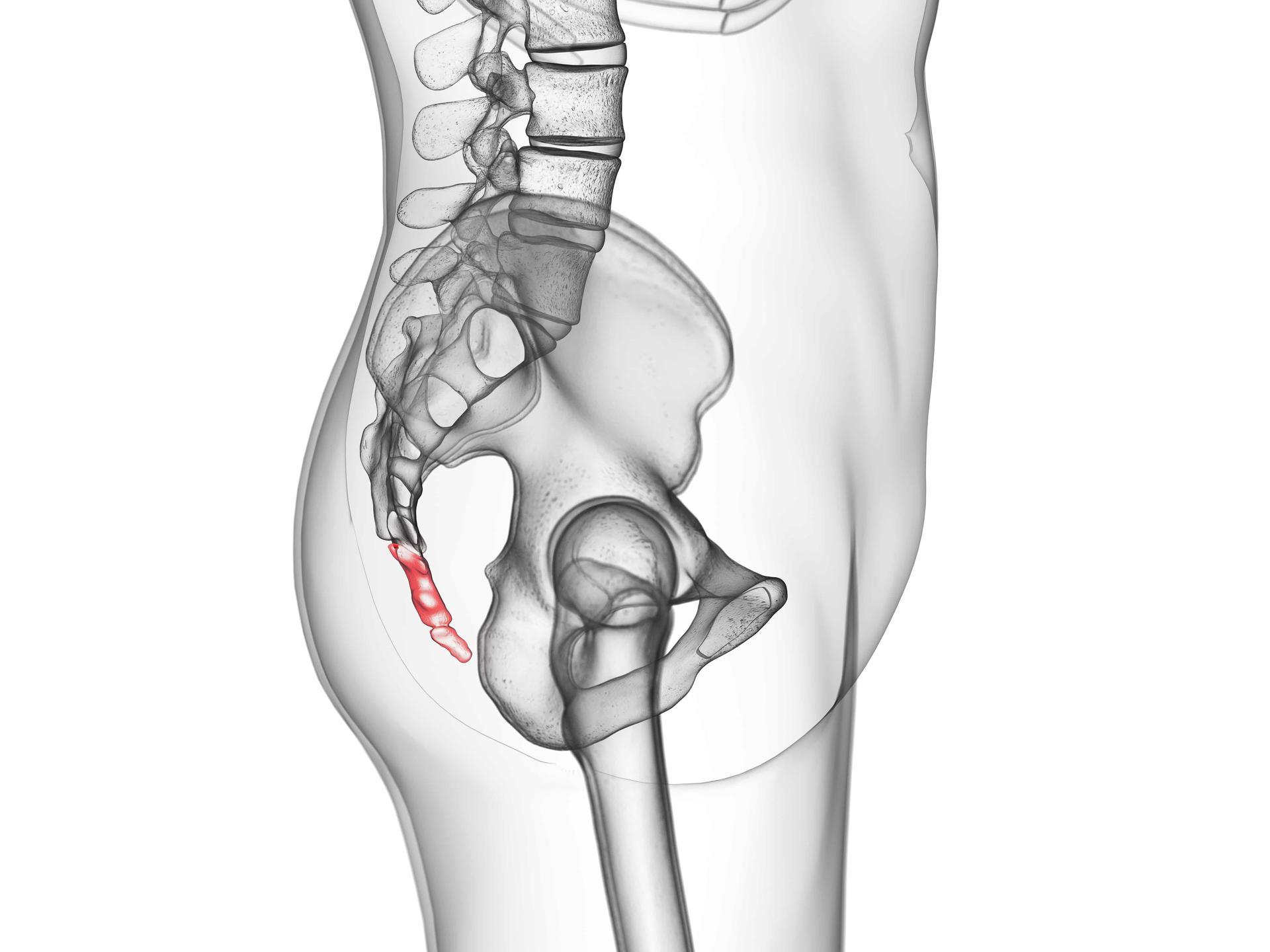 An anatomical illustration of the pelvis and tailbone.