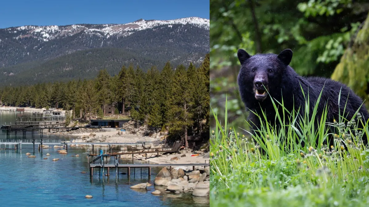 A split image of a large beach area with multiple boat docks on one side and a large black bear in tall grass in the other image
