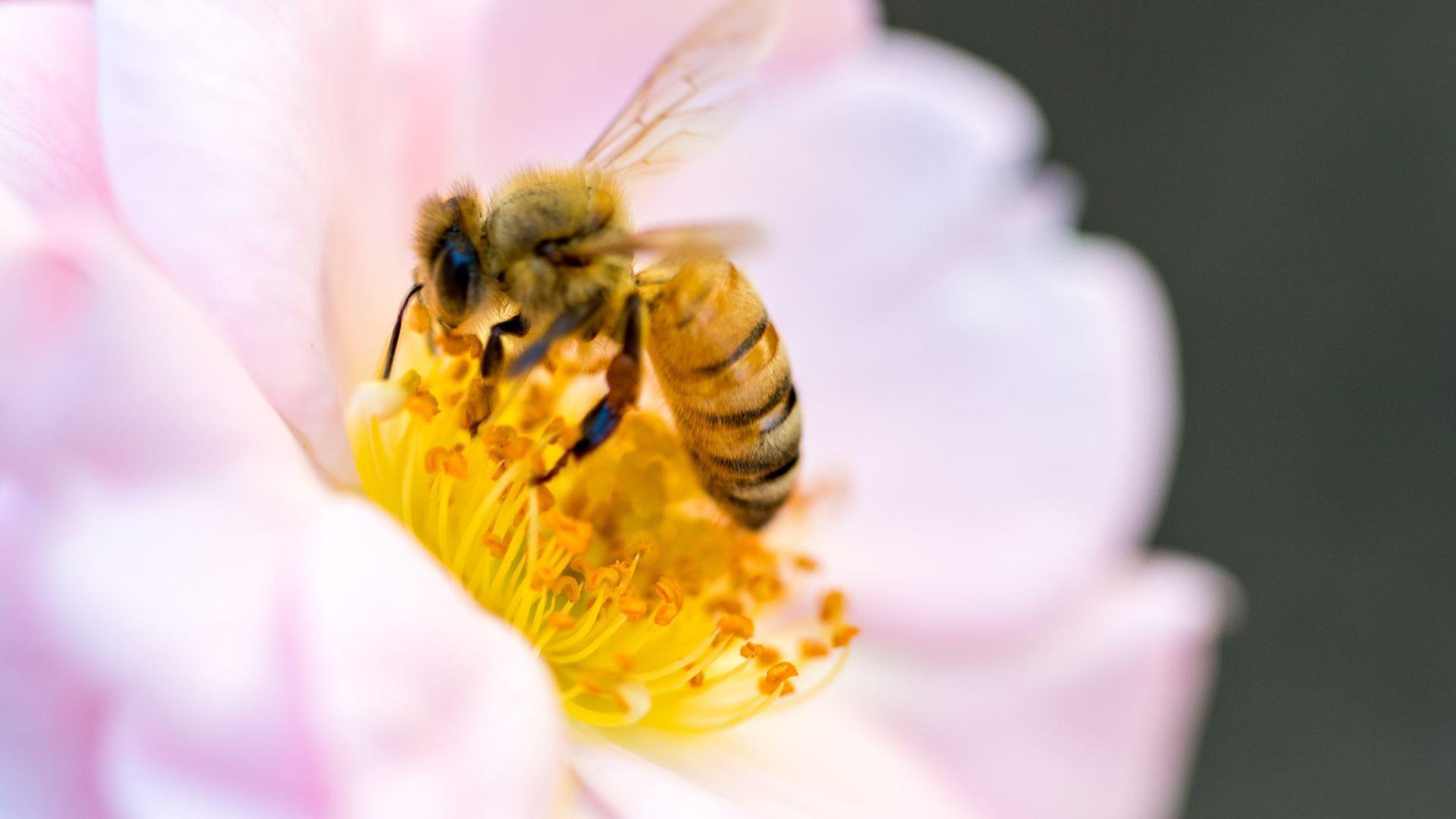 A bee on a pink flower