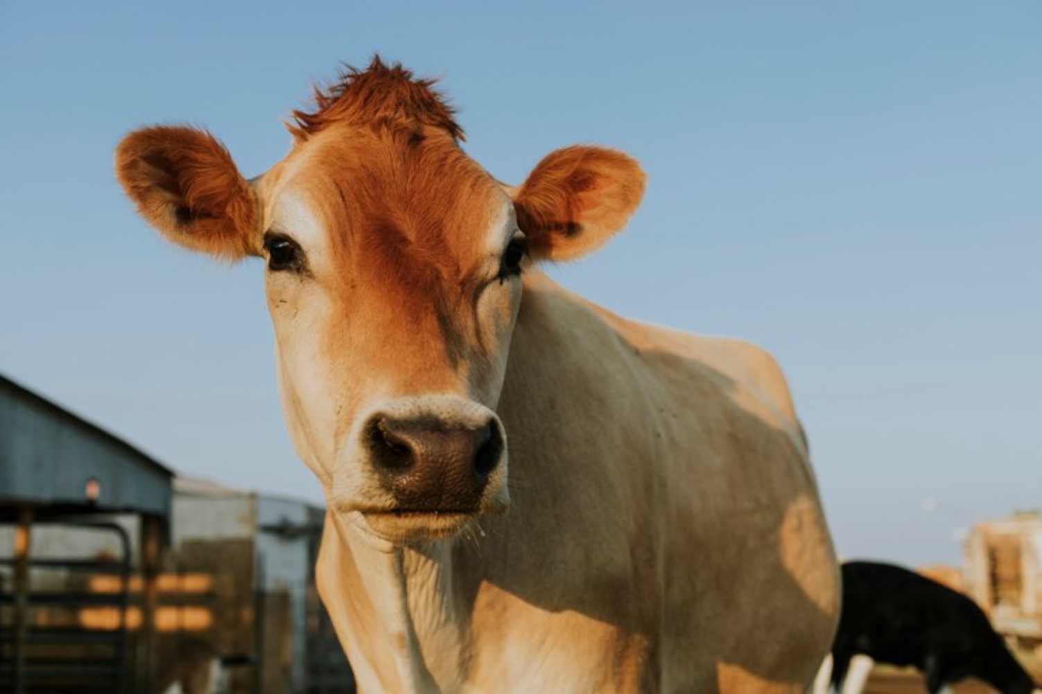 Illustrative archive photograph of a cow outdoors.